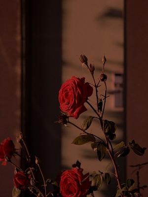 重生后，我踩死一家白眼狼