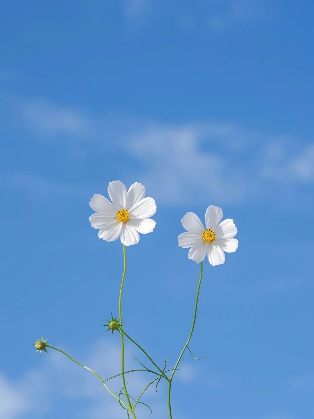 双重生后，我将出轨的未婚妻送进监狱